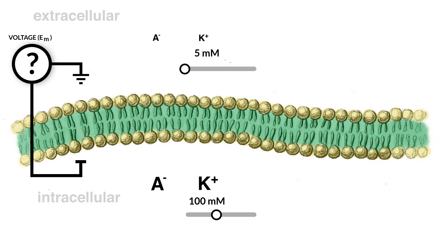 An impermeable membrane with 100 millimolar potassium inside the cell and 5 millimolar potassium outside the cell.